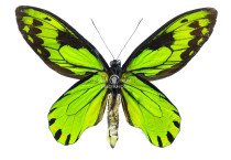 ORNITHOPTERA VICTORIAE REGINAE